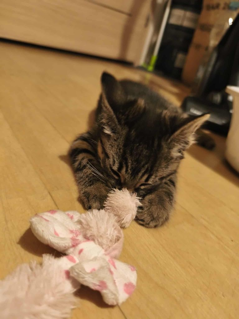 Kot kotek kotka do adopcji