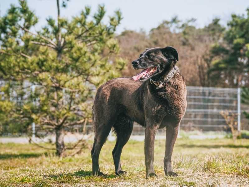 Pola - w typie Labrador; każdego dnia pokonuje swoje strachy