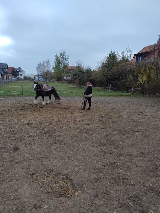 Sprzedam klacz Tinker ze zrebakiem