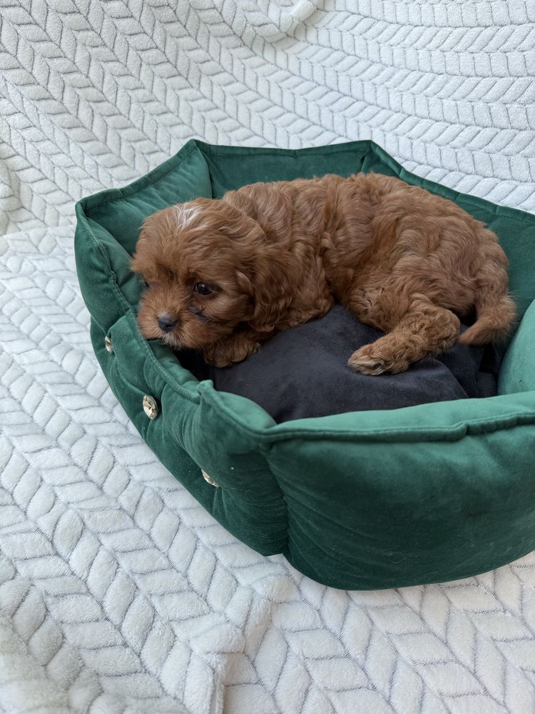 Cavapoo F1 GOTOWY DO ODBIORU pudel toy, cavalier