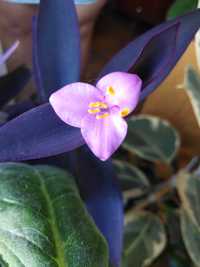 Сеткреазия пурпурная фиолетовая; каллизия  золотой ус; плющи 5 сортов