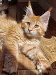 Gotowy do odbioru Srebrny rudy duży kocur Maine Coon z rodowodem FPL