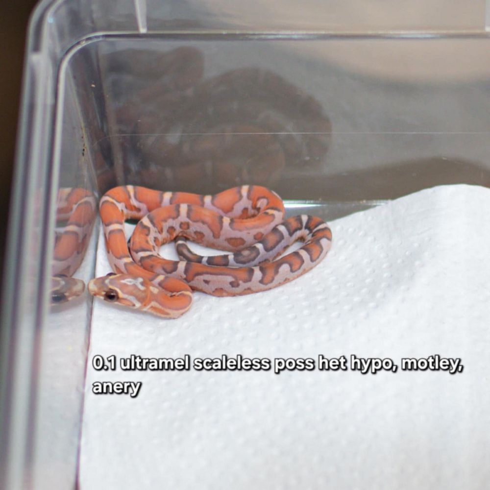 wąż zbożowy scaleless łysy