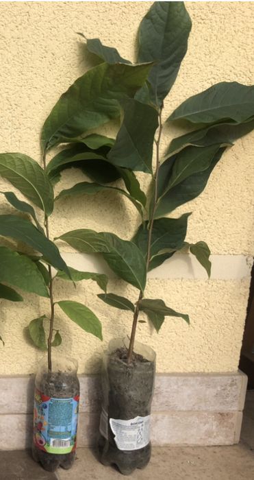 Азиміна - саджанці закрита коренева /чудові сорти Тейлор, Світ Верджин