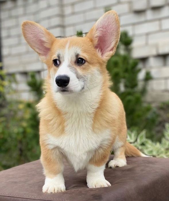 Цуценя вельш-коргі