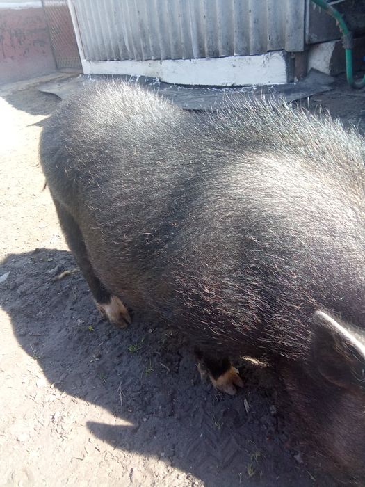 В'єтнамський кнур