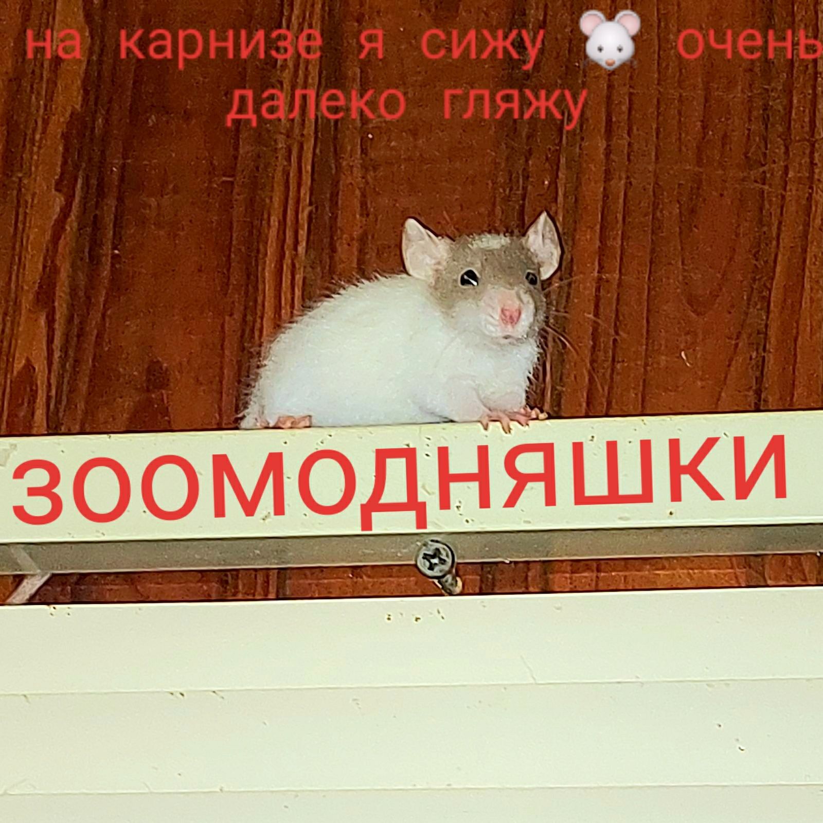 Домашние крысята,крыски Дамбо , Киев
