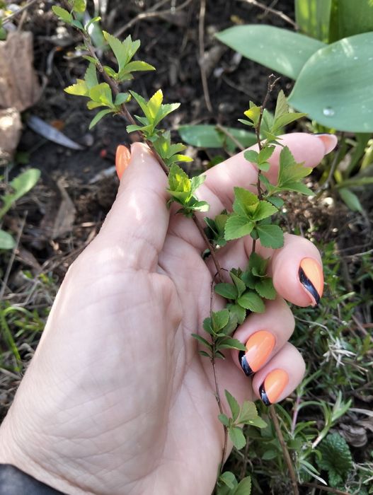 саджанці спіреї японської 2 роки