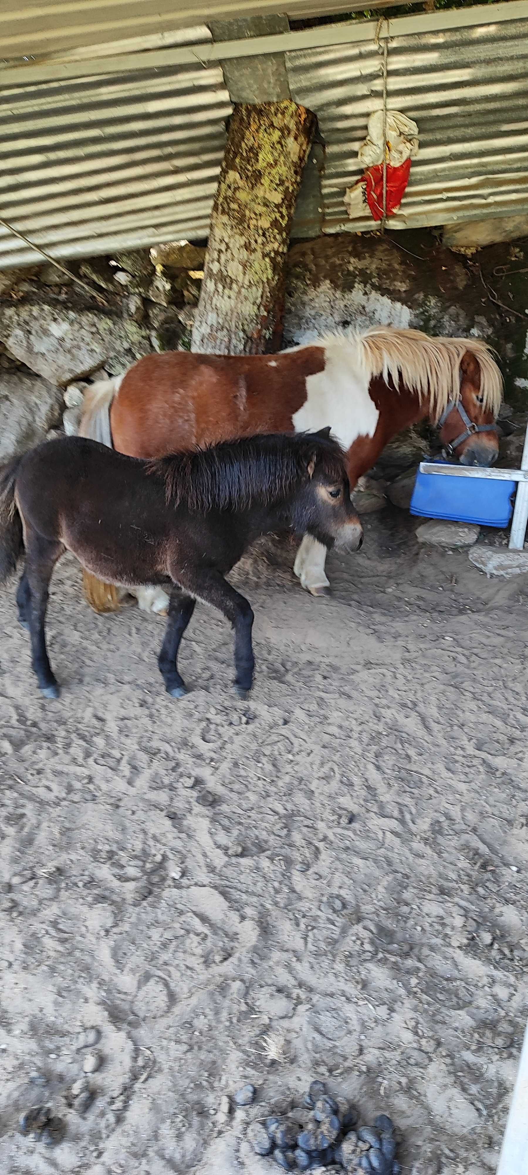Vendo pônei macho com 4 meses
