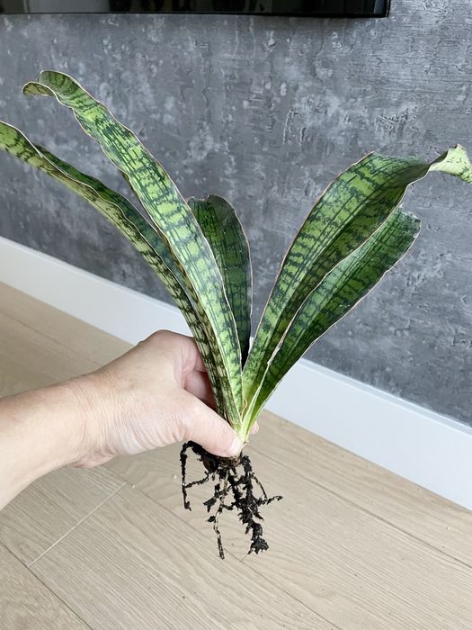 Sansevieria Cleopatra duża sansewieria