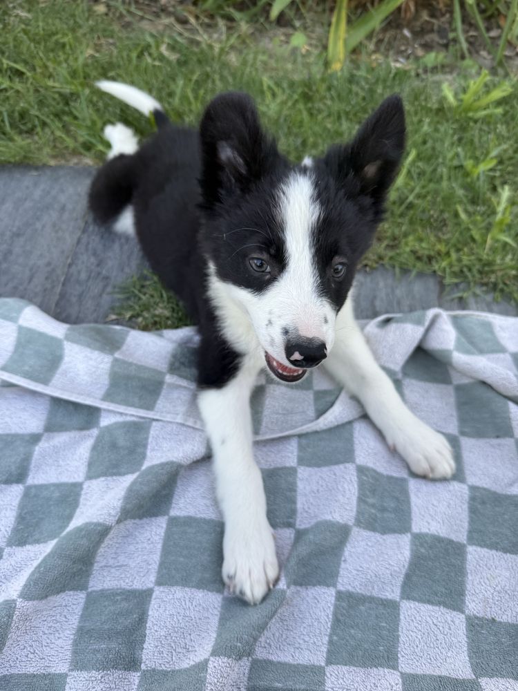 Border Collie preto e branco