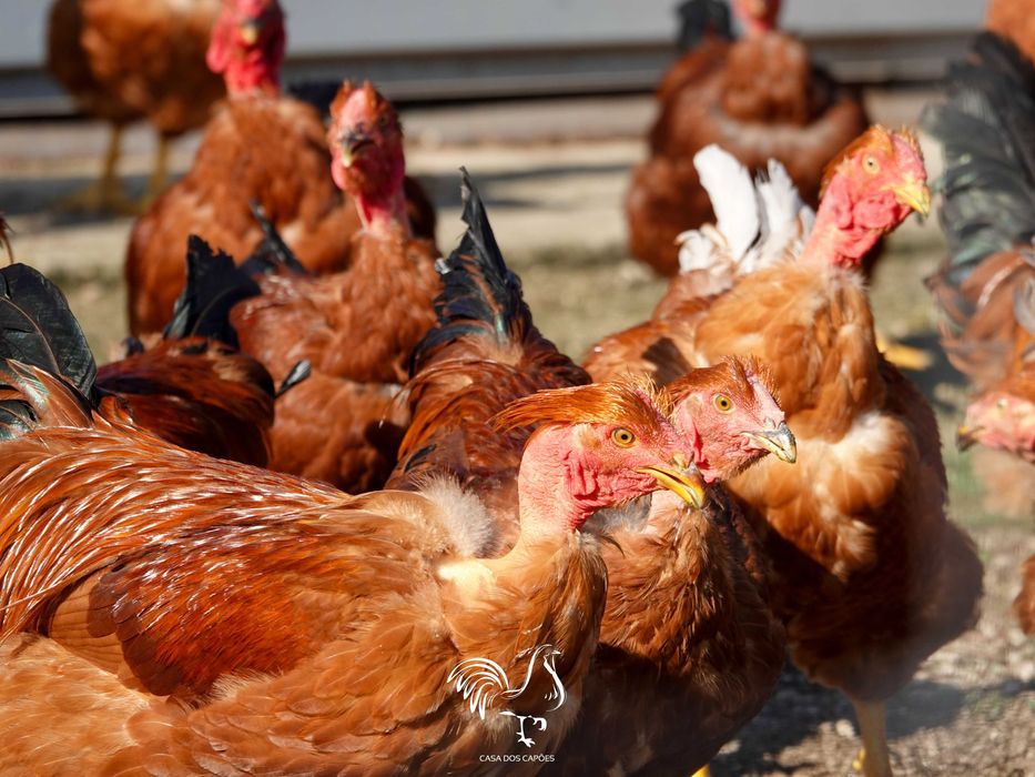 GALOS CAPÕES 100% BIOLÓGICOS (Galos castrados de forma artesanal)