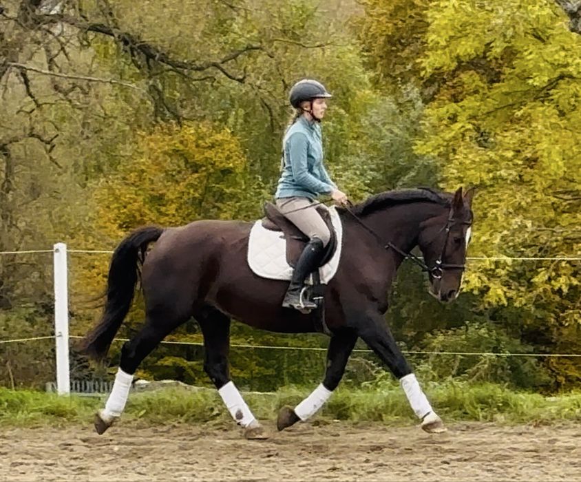 Piękna śląska czekoladowa klacz