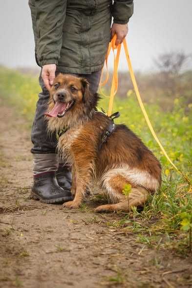 Młody przyjazny Krokiet szuka domku