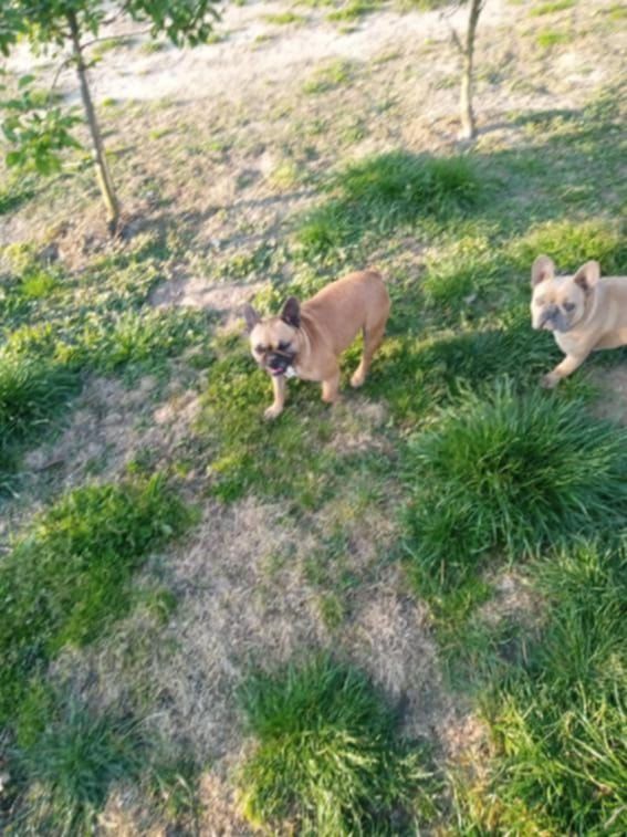 Buldog francuski suka