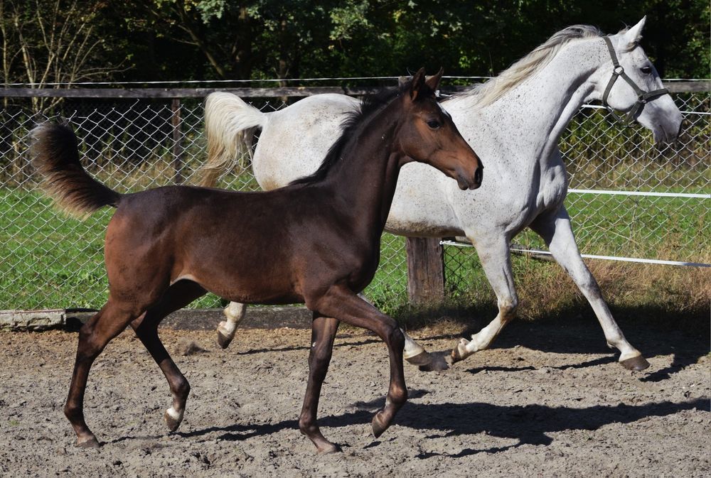 Gniady Ogierek małopolski
