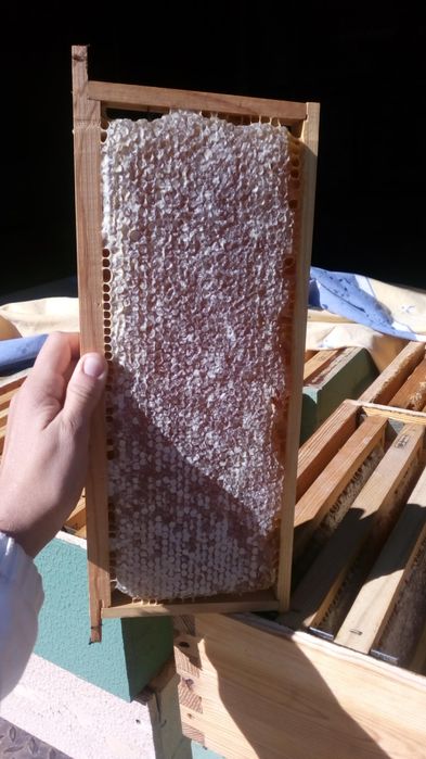 Frascos de Mel multifloral