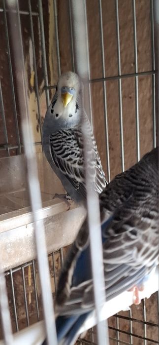 Periquitos portadores de fallow e asas cinza