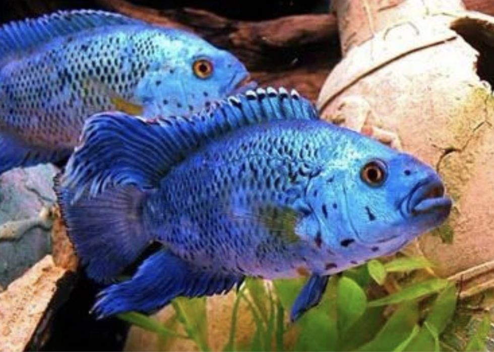 Цихлазома Джэк Демпси Биоцелатум Американские Цихлиды