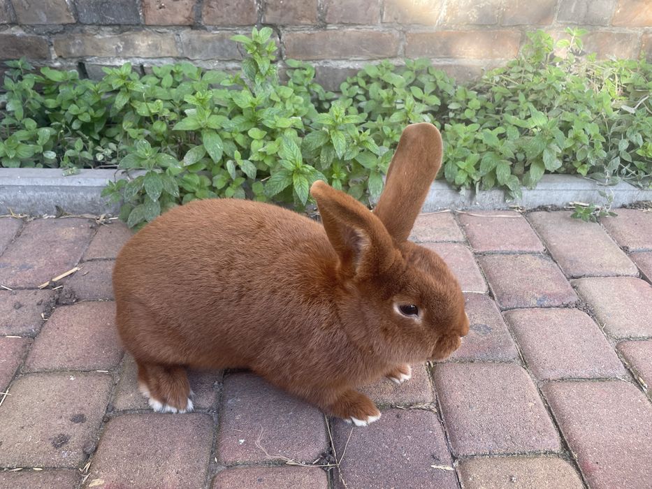 Samiec nc nowozelandzi czerwony