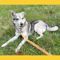 Husky mix, Sunia, 2 letnia adopcje psów