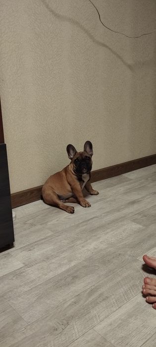 Вязка французского бульдога