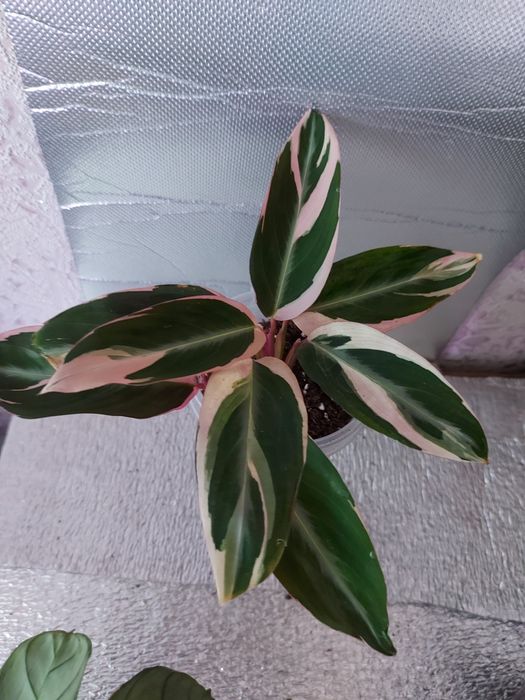 Строманти,ктенанте,калатеї