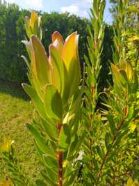 Leucadendron para venda