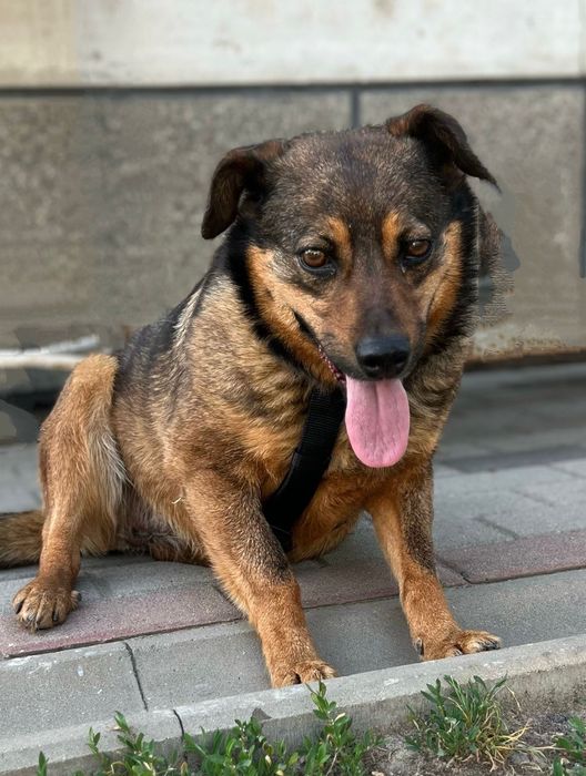 Adopcje psów- Kate szuka domku