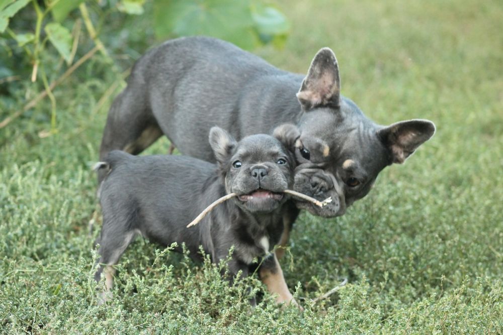 Французики fluffy ждут своих родителей;)