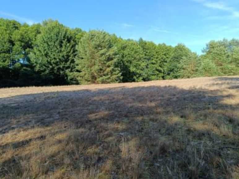 'Okna na las" wynajem mieszkań wakacyjnych