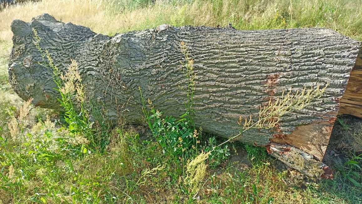 Dąb         kłoda