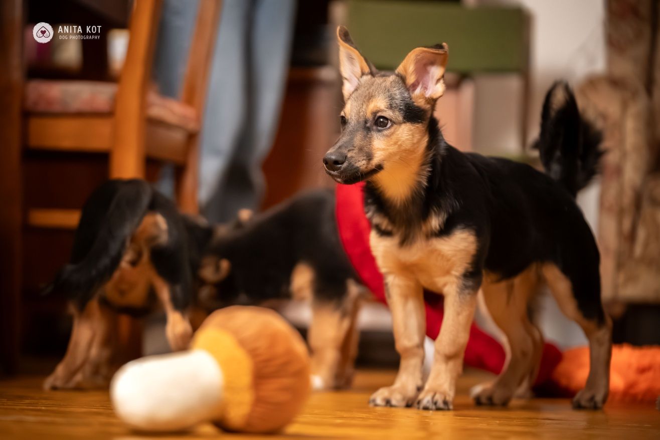 Enzo, wrażliwy szczeniak do adopcji