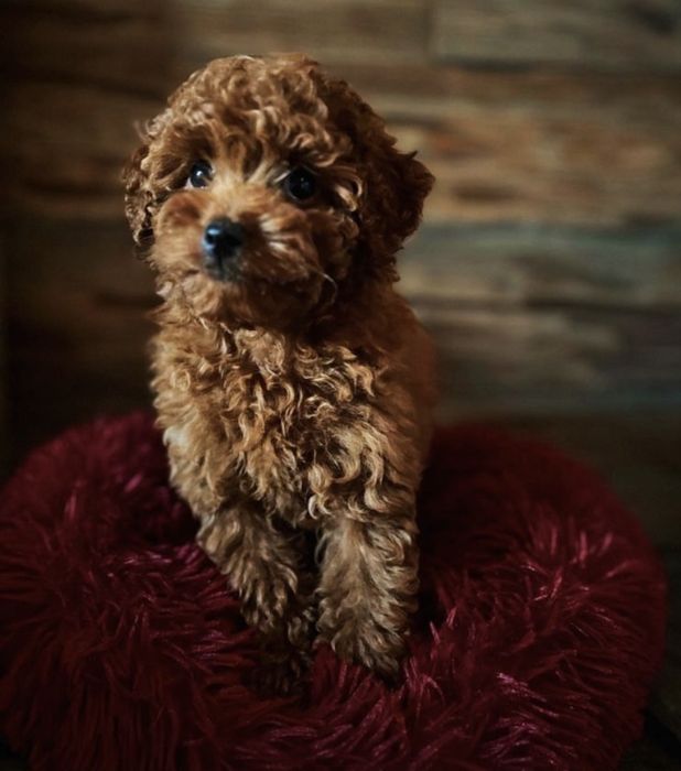 Pudel miniatura red brown Genetyka