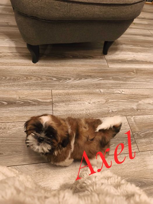 Shih Tzu - Axel - kawaler do wzięcia