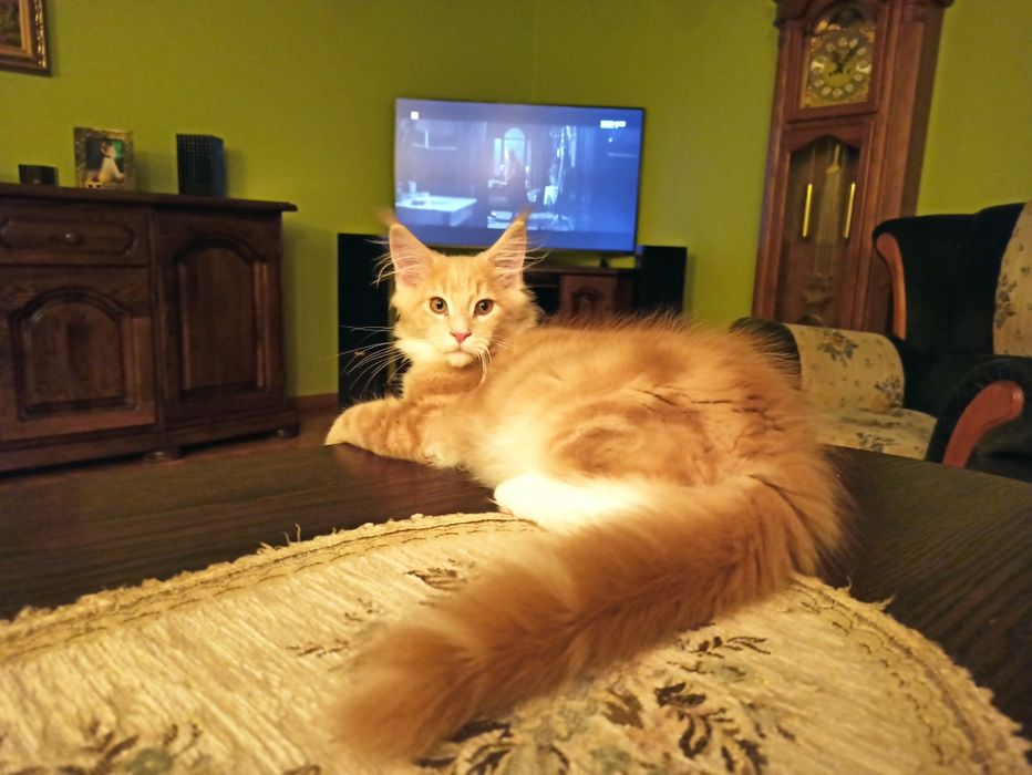 Maine Coon-kocurek kremowy po Championie