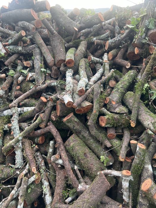 Lenha seca mistura ( oliveira, carvalho)