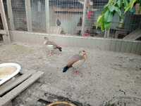 Пара нільських гусей