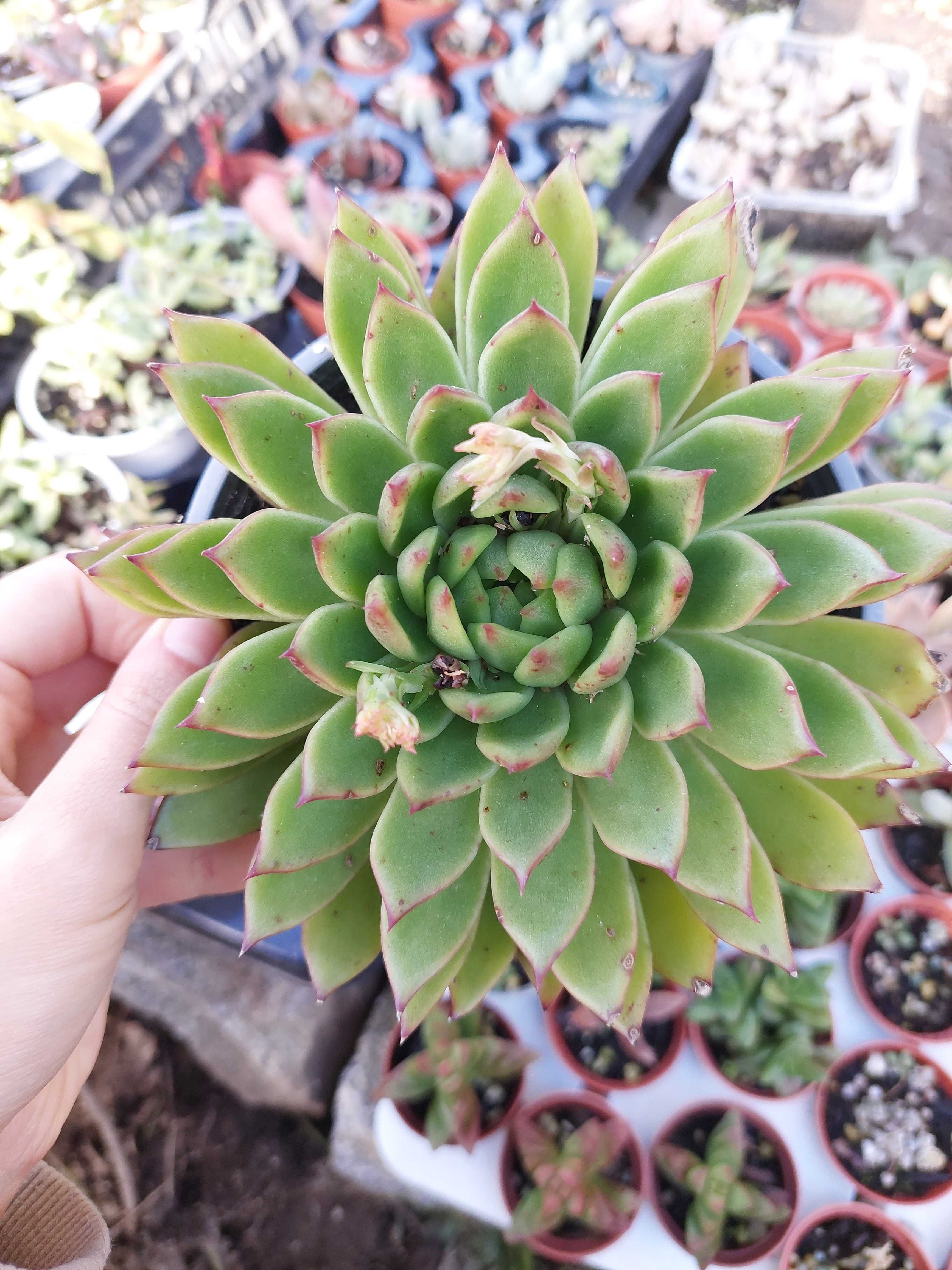 Suculentas variadas 4€ cada