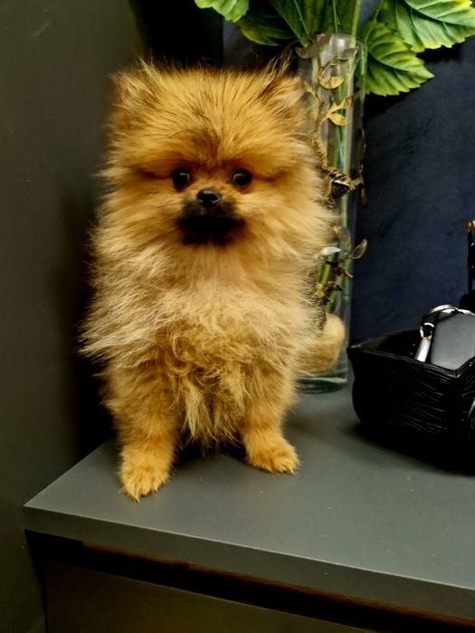 Szpic miniaturowy Pomeranian Boo 2xszczepienia wyprawka I legowisko