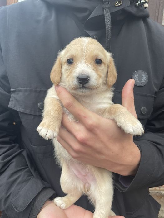 Метіси Кокер-спаніеля