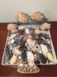 Ракушки, рапаны для аквариума