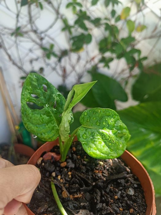 Monstera adansonii