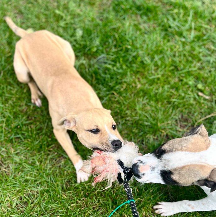 APBT  . Pit Bull  , jedyne takie w Europie