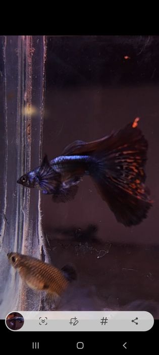 Gupiki gupik dumbo 20 szt okazja