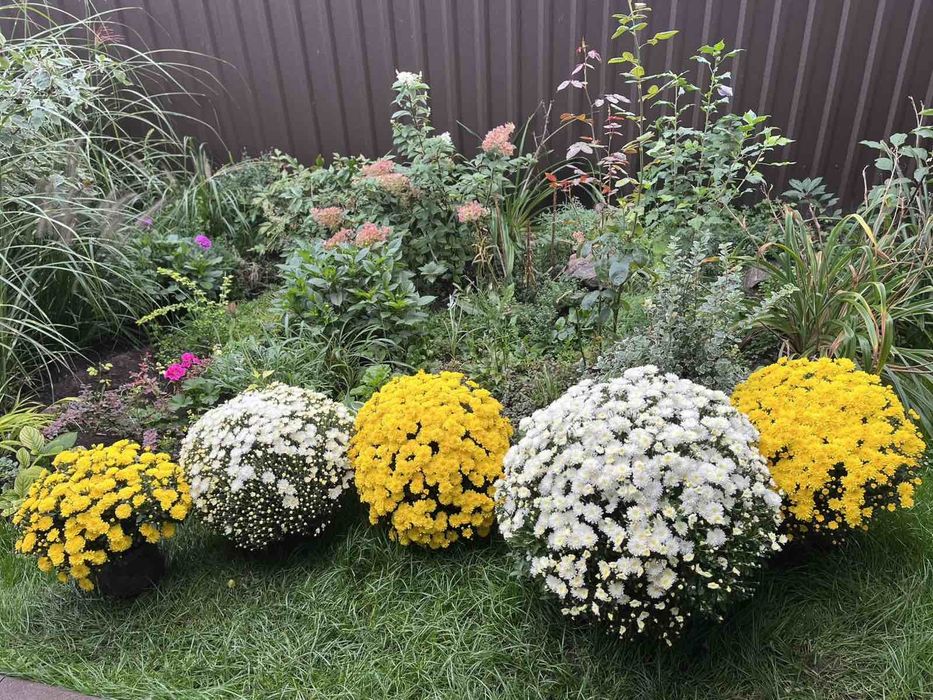 Хризантеми різні. Є подарункові комплекти з кашпо.