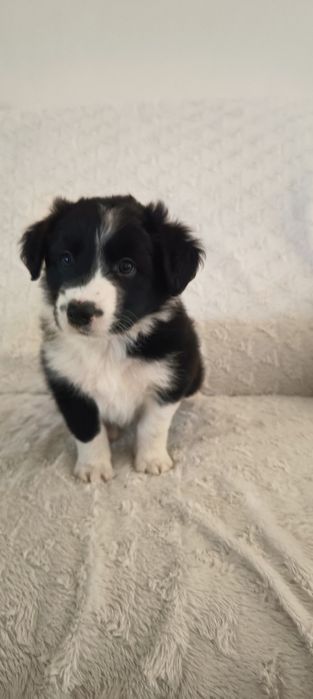 Border collie  FCI chłopiec czarno biały FCI zkwp