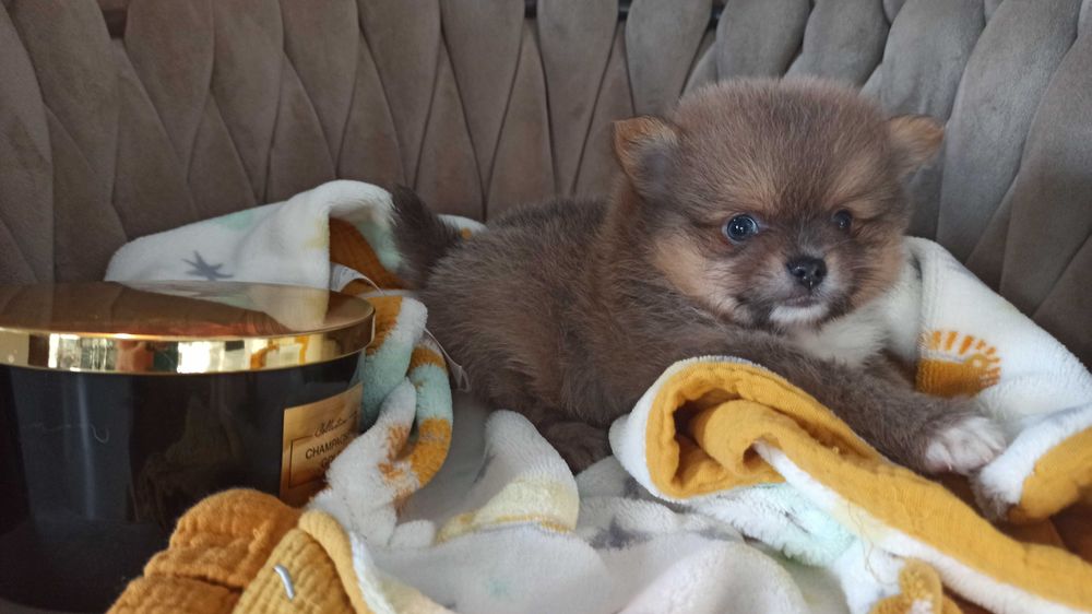 Pomeranian* szpic miniaturowy piesek ***mega slodziak