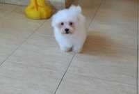 Bichon Maltês macho disponível