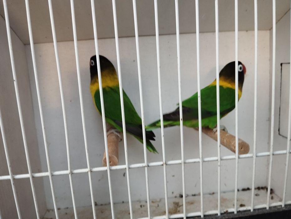 Nierozłączeki  czerwonoczelne para